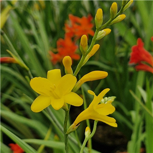 Crocosmia 'Citronella'